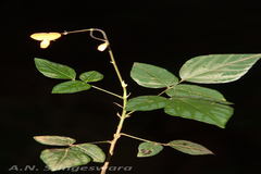 Desmodium repandum